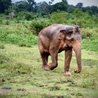 Motorradreisen Sri Lanka Coast Hills Elefant