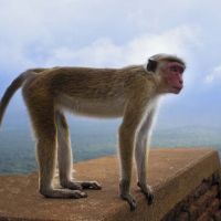 Motorradreisen Sri Lanka Coast Hills Affe