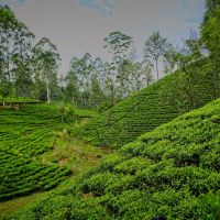 Motorradreisen Sri Lanka Coast Hills Teeplantage