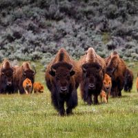 usa, motorrad, motorradreisen, touren, eagle rider, rundfahrten, harley davidson, route 66, gruppenreisen, biker, preiswert, günstig, seattle, winthrop, kamloops, jasper, banff, waterton lakes, whitefish, Anaconda, Red Lodge, Cody, Yellowstone, glacier na