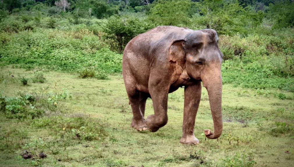 Motorradreisen Sri Lanka Coast Hills Elefant