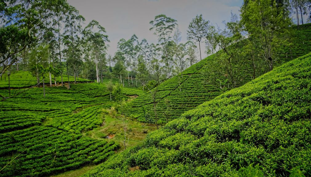 Motorradreisen Sri Lanka Coast Hills Teeplantage