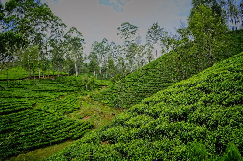 Motorradreisen Sri Lanka Coast Hills Teeplantage